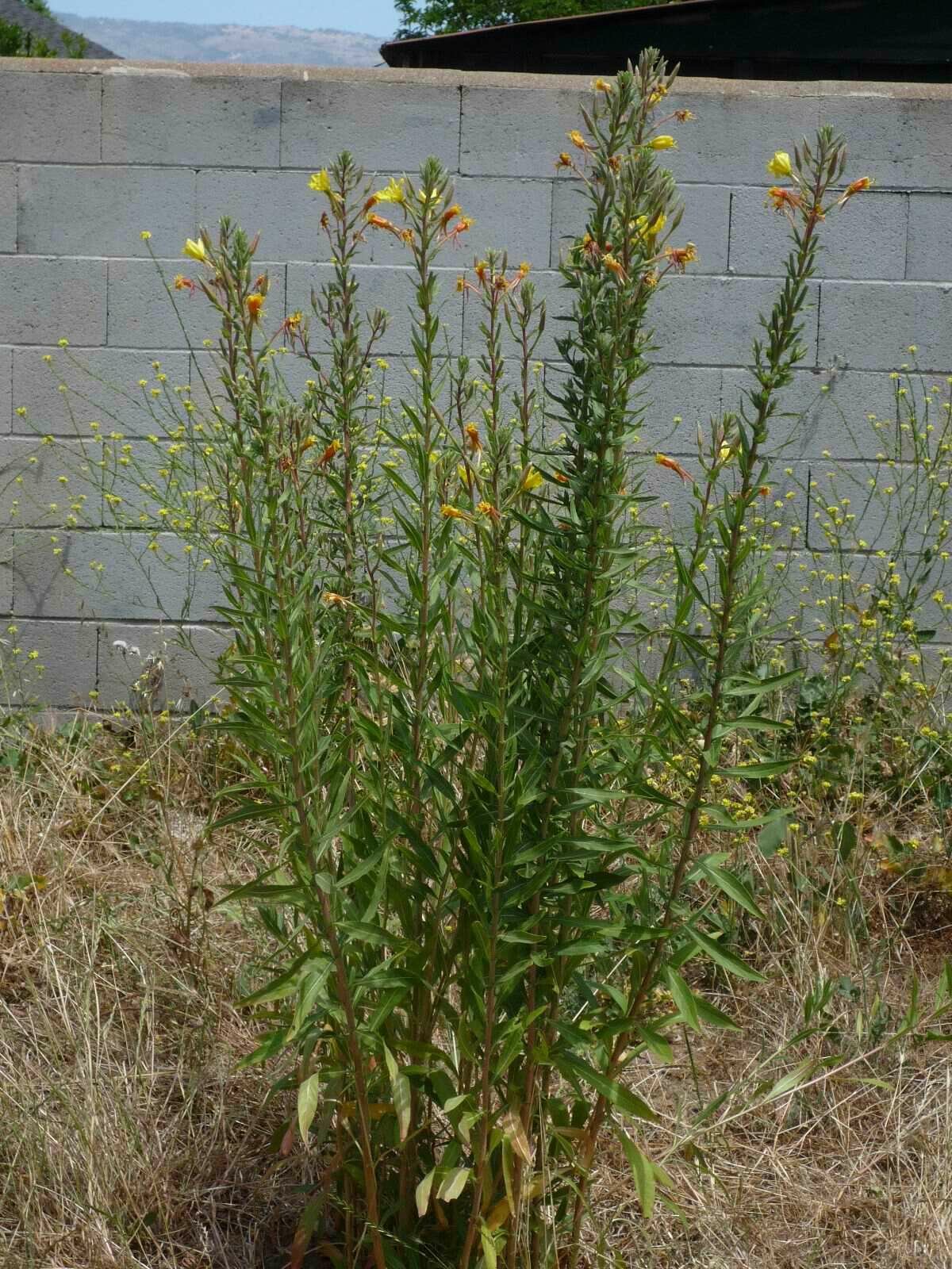 High Resolution Oenothera elata Plant